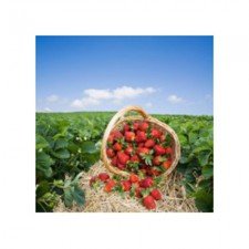 Baker White Strawberry Fields